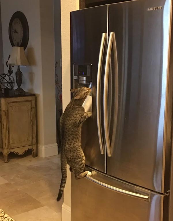 My cat figured out how the fridge works and now he enjoys fresh, crisp water