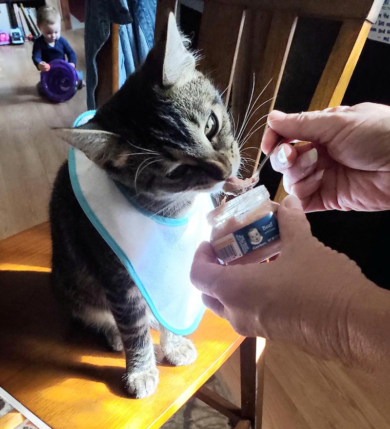 I give you my mother's cat eating baby food from a spoon dressed in his bib while the baby plays with the cat toy in the background