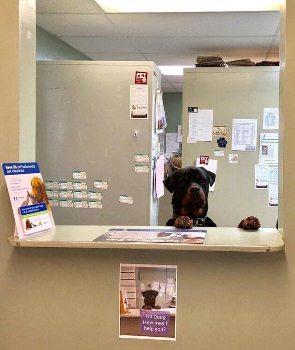 This dog working at a vets office