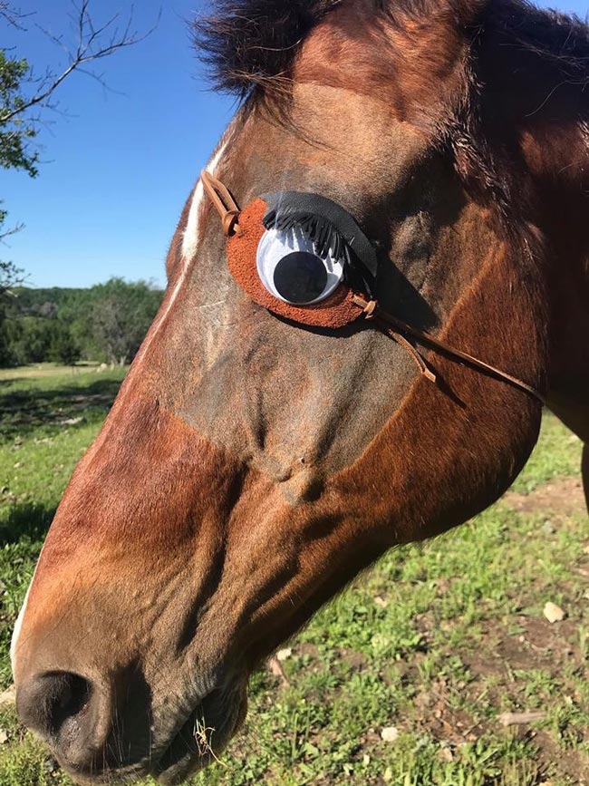 My horse had his eye removed, so I made him an eye patch