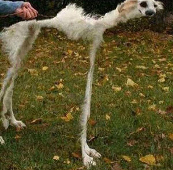 This dog in a failed panorama photo