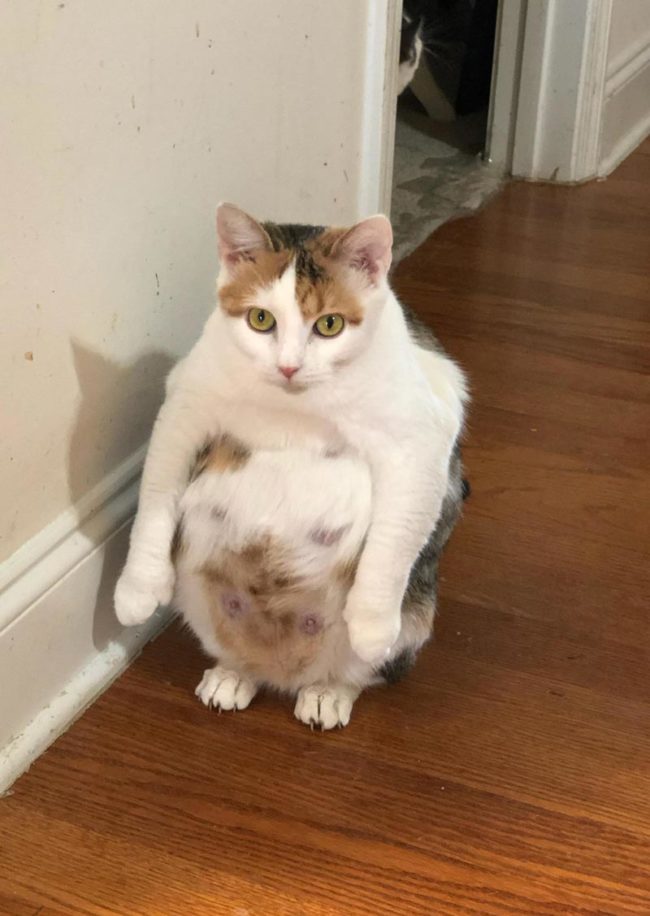 A friend caught her very pregnant cat sitting like this