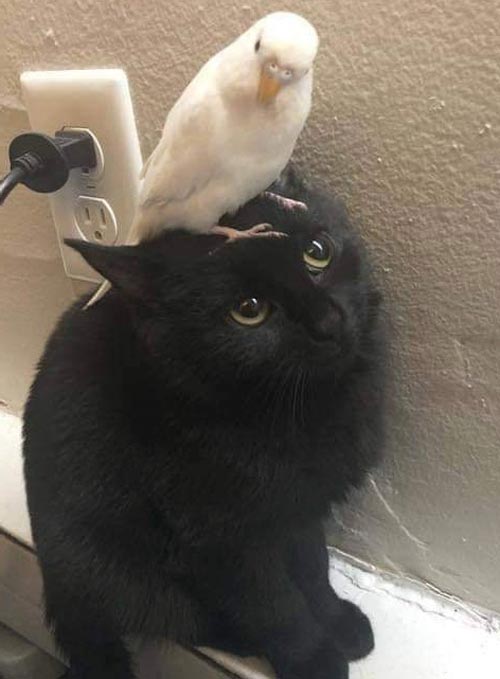 Bird-on-cats-head.jpg