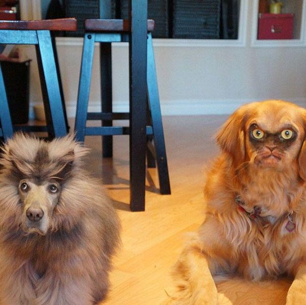 Cat and Dog faceswapped