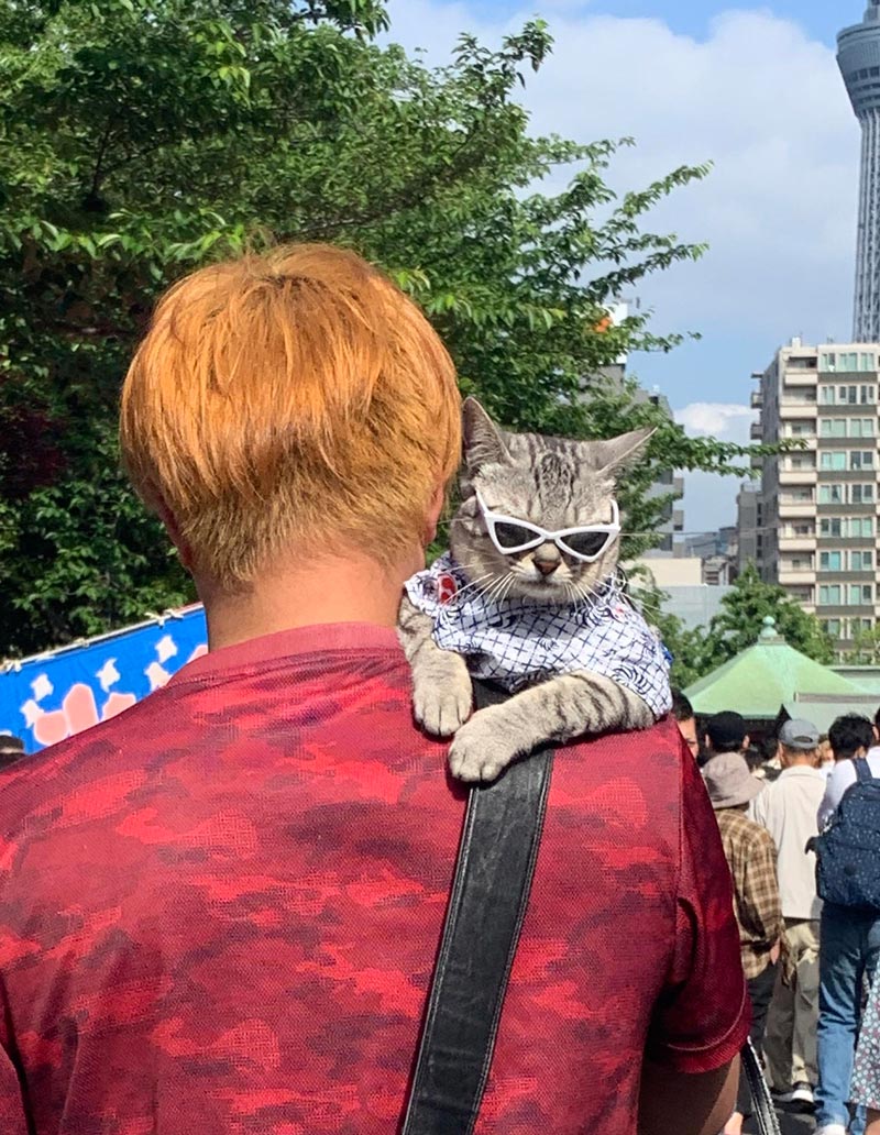 Meanwhile in Tokyo