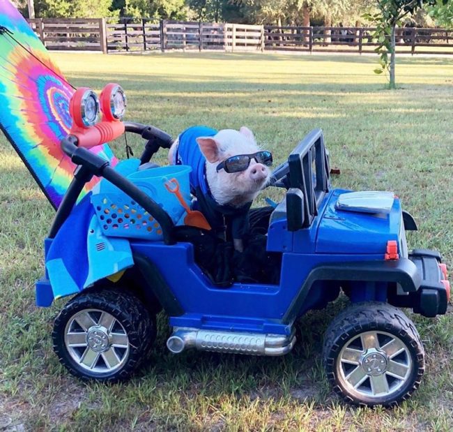 You will never be as cool as Penn the pig