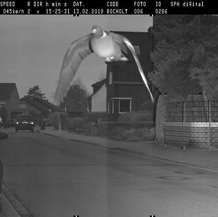 Pigeon caught exceeding speed limit with 15kmh in Germany