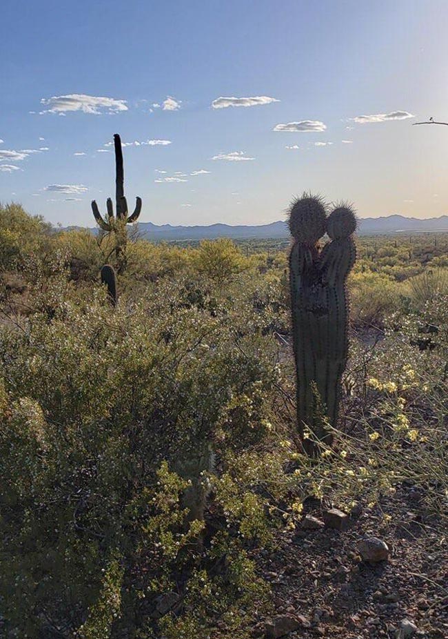 Even a cactus has a better love life than me