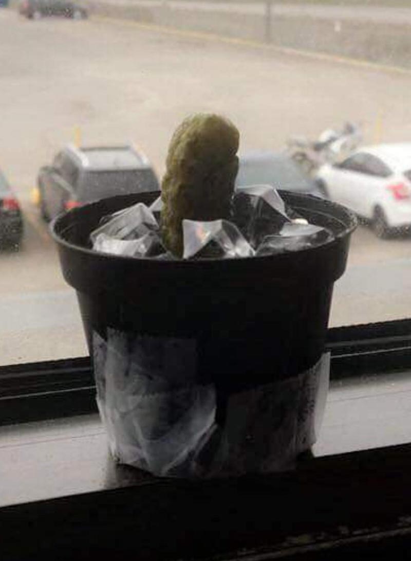 A guy at my wife's job still thinks that his new plant is a cactus. It's actually a pickle that is replaced by a new one every 2 days... It's been 2 weeks now