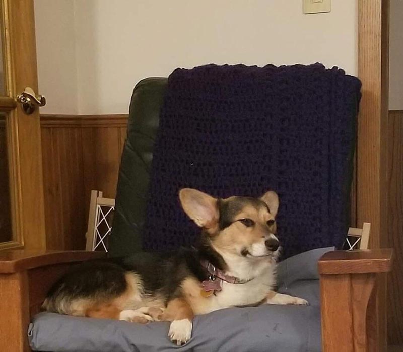 A very disgruntled corgi after farting herself out of a nap