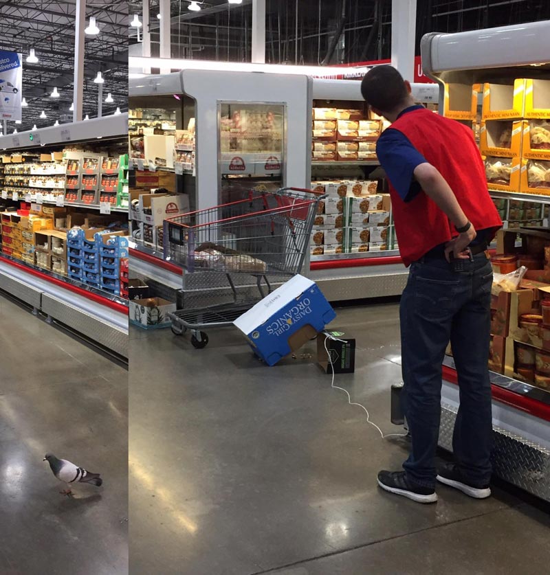 A store employee hunting a pigeon