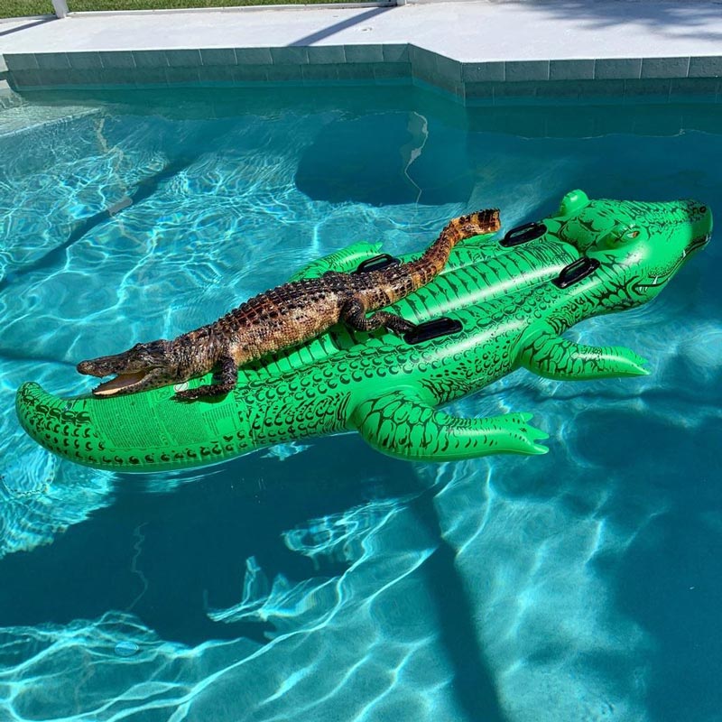 Gator: This inflatable sex doll was worth every penny