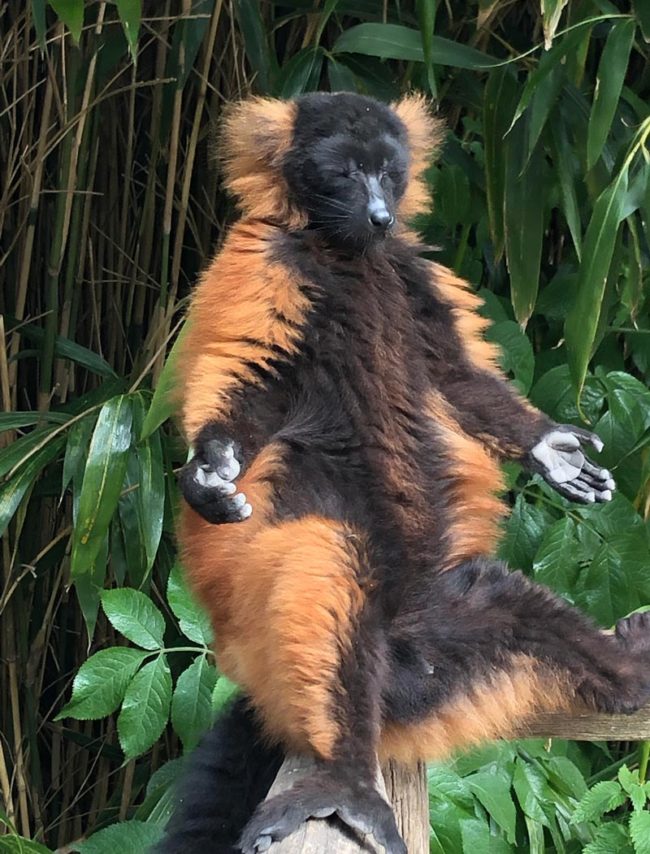 Went to the zoo, found a red ruffed lemur finding his inner peace