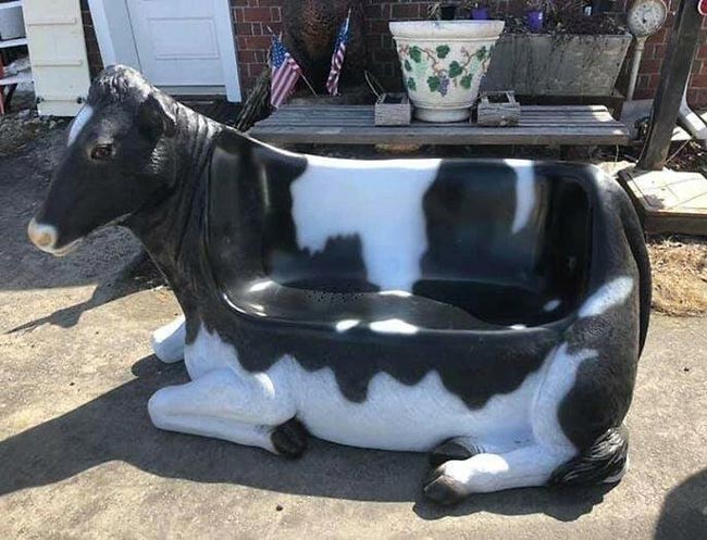 My new cowch looks udderly ridiculous