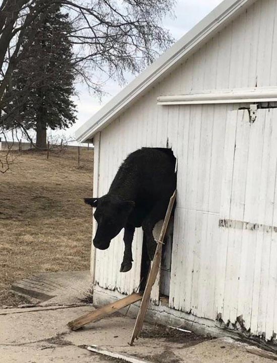 Almost made it through the barn window!