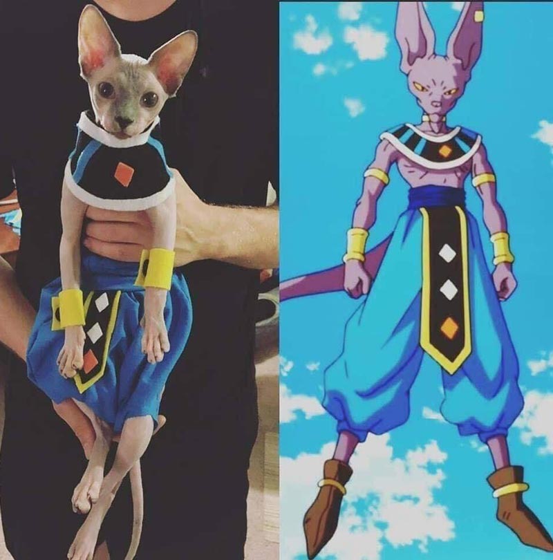 Beerus, The God of Destruction cosplay