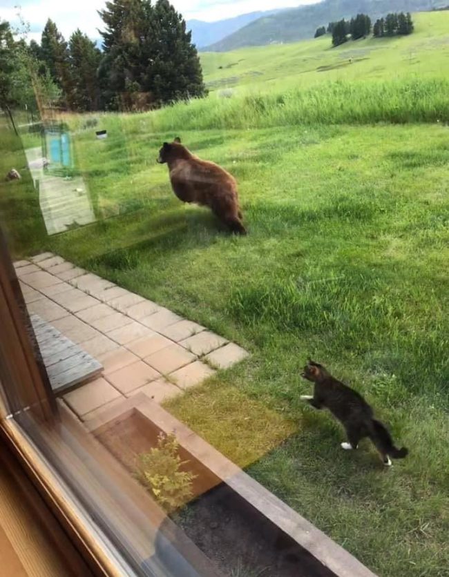 Just another day in Montana. Cat chasing a bear out of the backyard