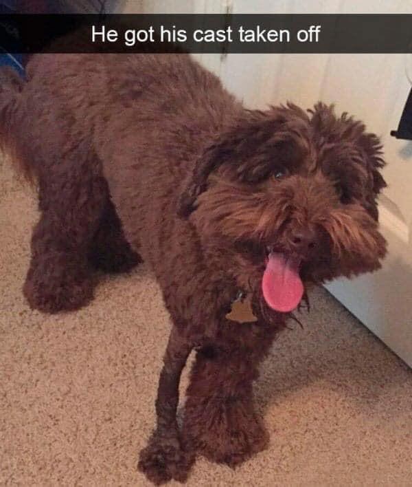 Poor pupper looking like he skipped leg day
