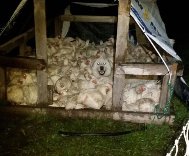 A local farm where I live had trouble with their flock all wanting to sleep in the same house, each night they have to go break them up. The other night they found their dog had joined in