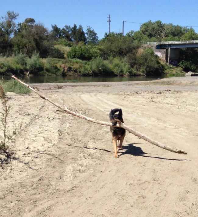 Good boy found a stick