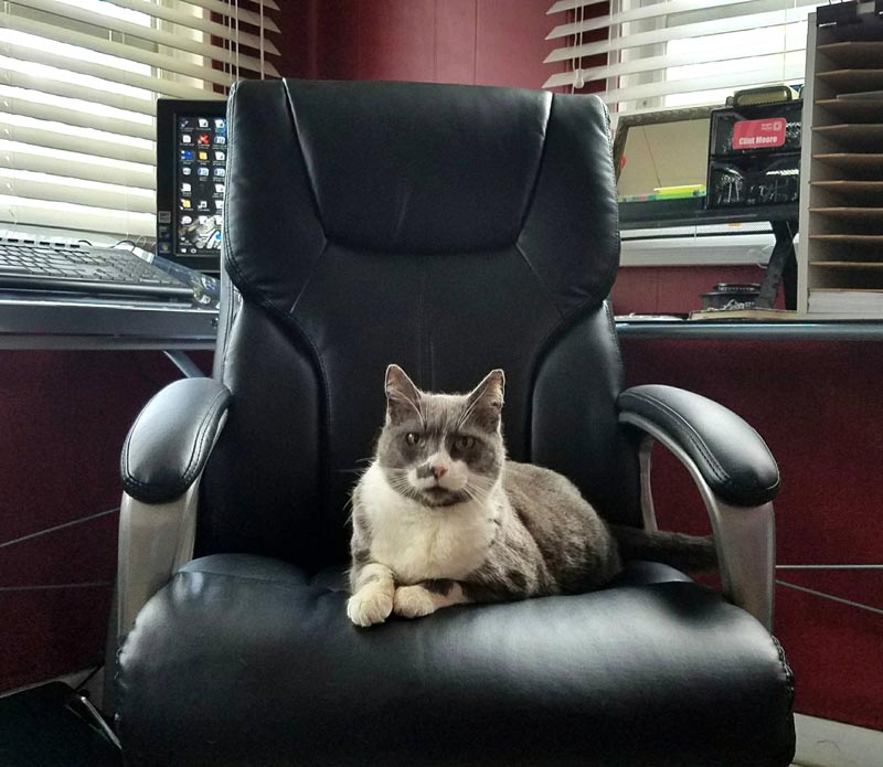Had a meeting with my cat today. I got fired