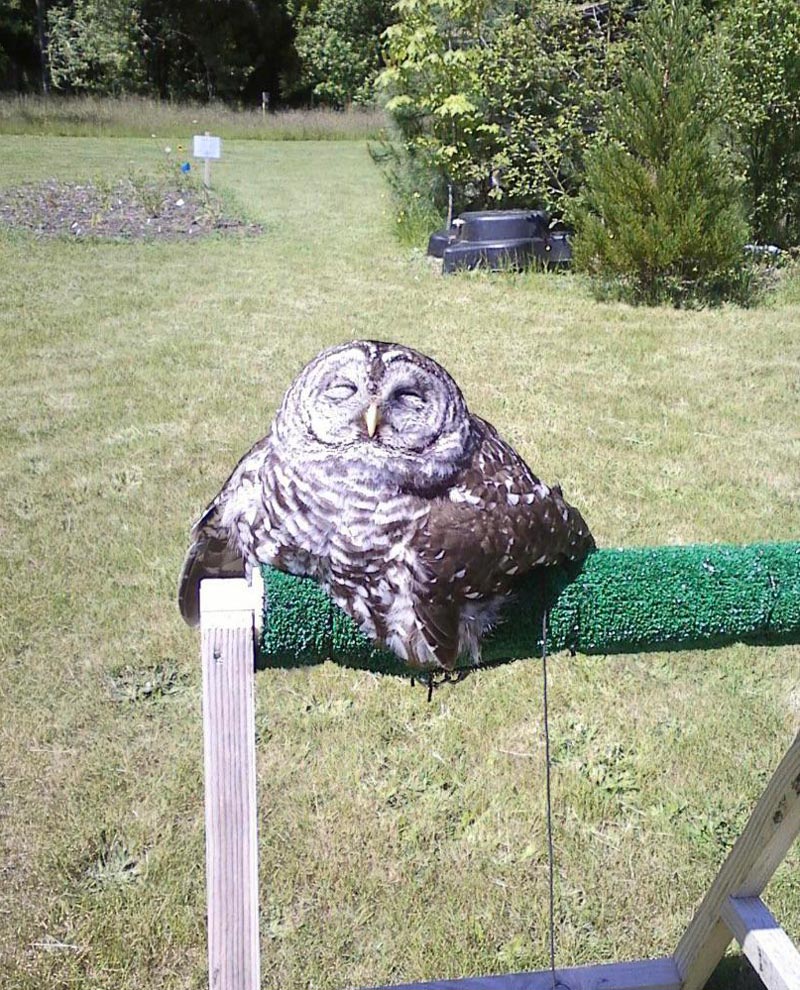 My owl melted