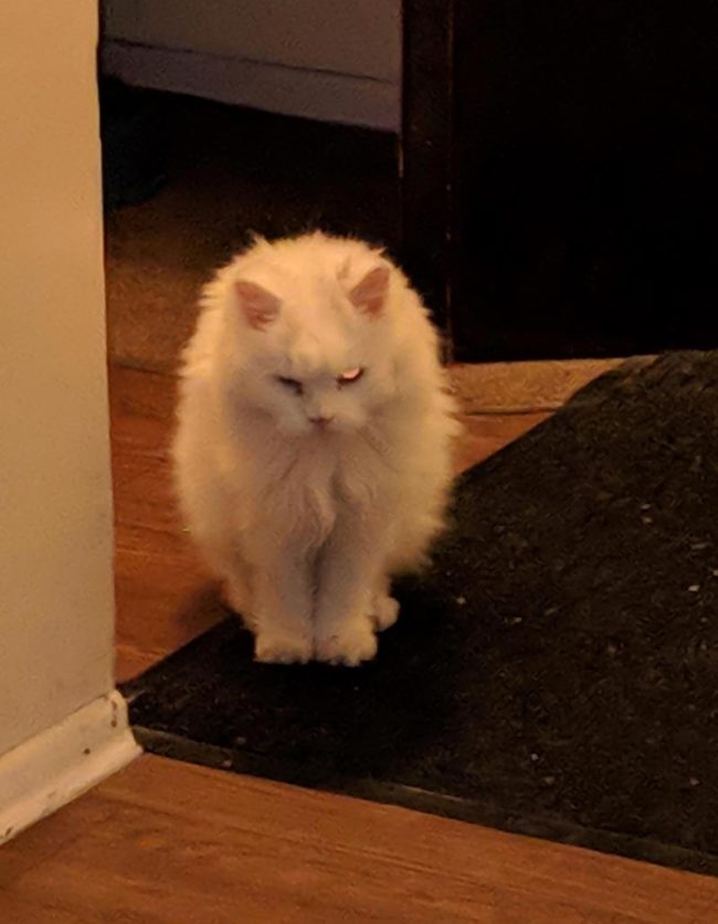 Our cat looks like she's just returned from the Pet Sematary