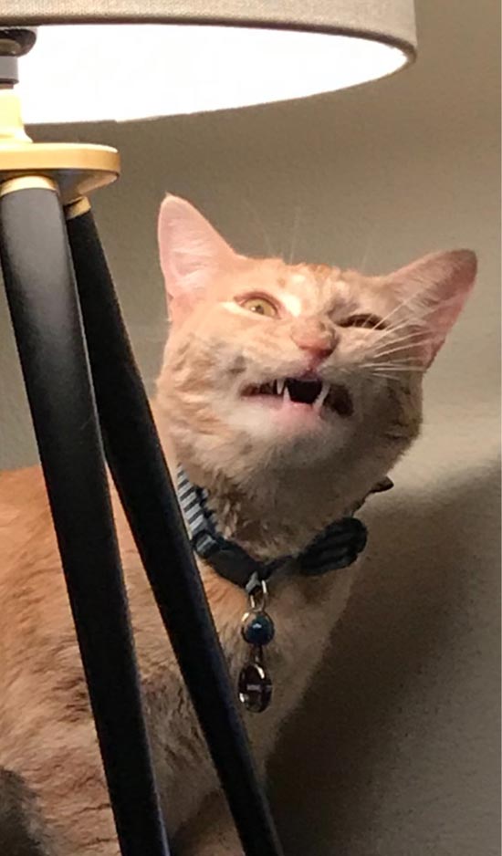 Took a photo of my cat mid yawn