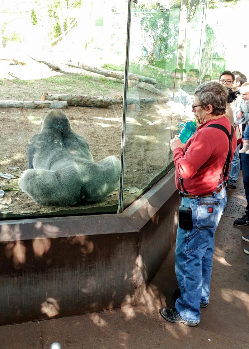 In honor of Father's Day, enjoy this picture of my dad contemplating a gorilla's ass