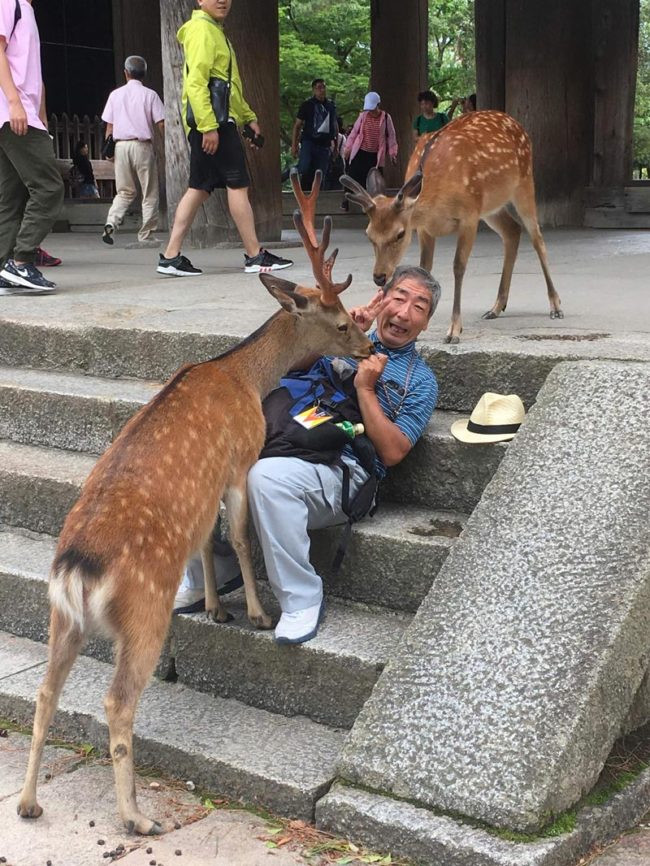Captured a pic of this man being confronted by the hungry deer in Nara, Japan