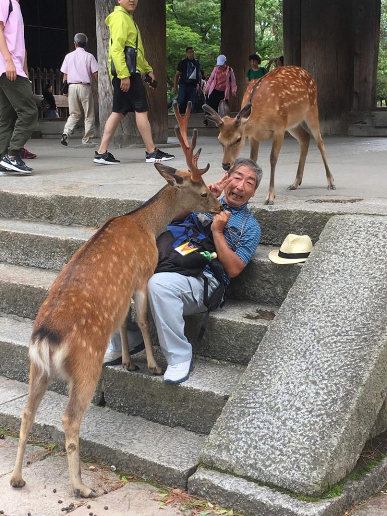 Captured A Pic Of This Man Being Confronted By The Hungry Deer In Nara