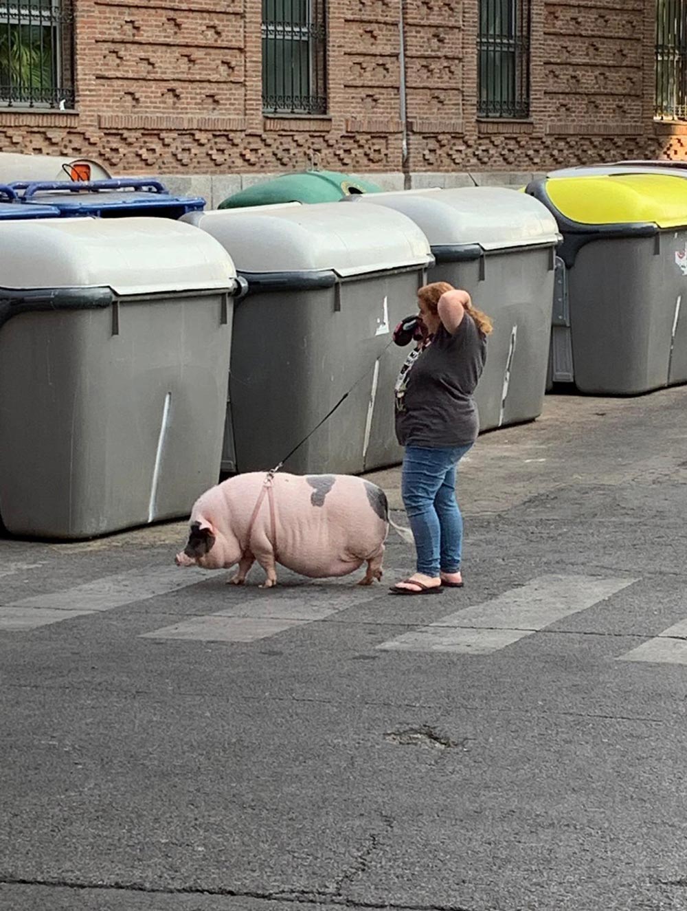 Nothing to see here, just a lady walking her pig