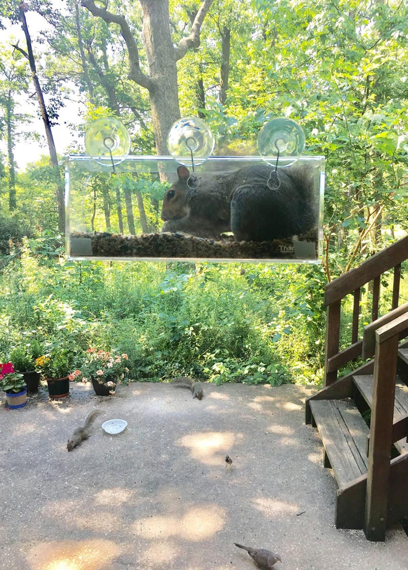My "squirrel-proof" bird feeder