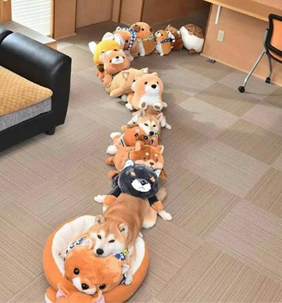 Find the real Shiba Inu