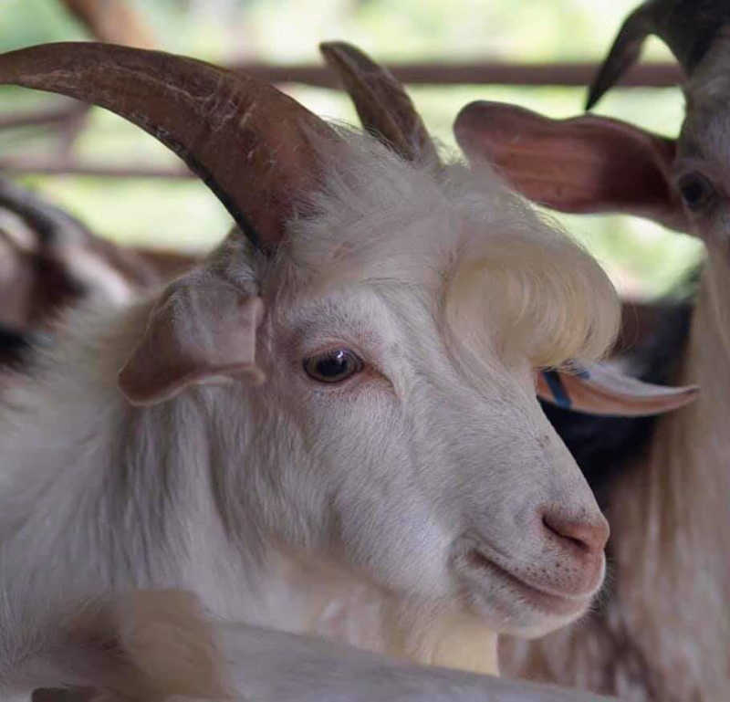 Probably the best looking goat ever!