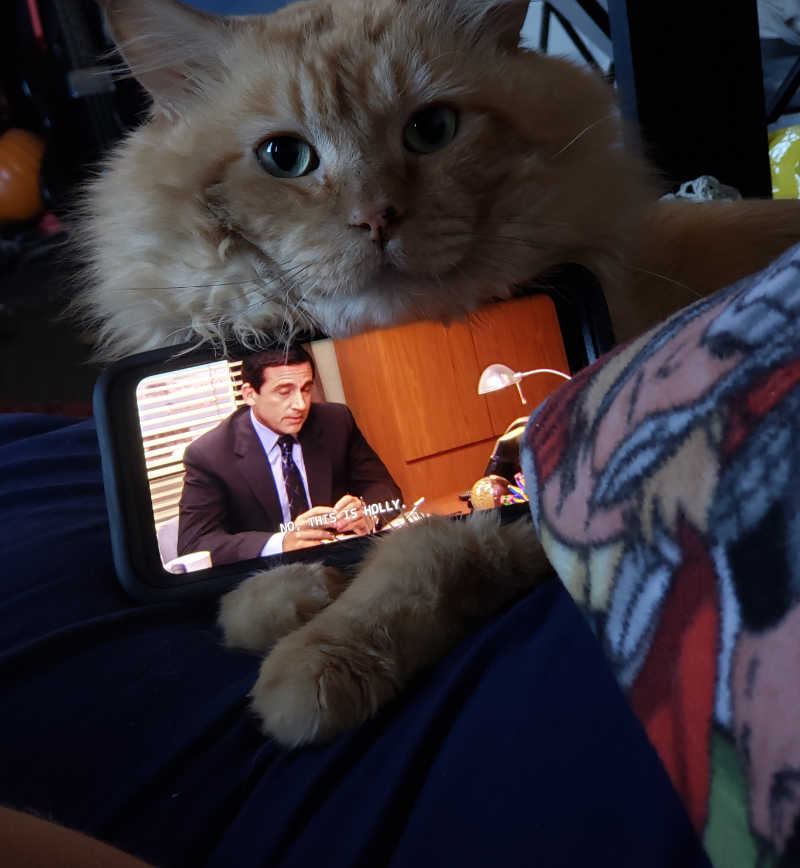 My cat watching us watch the office