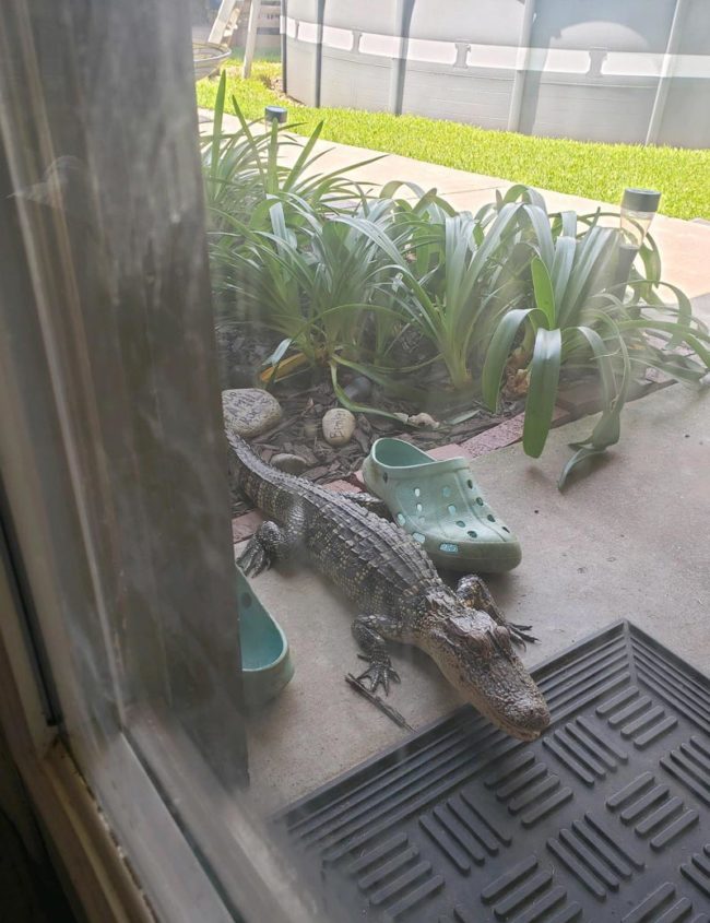 Just a baby gator chillin with crocs on the back porch
