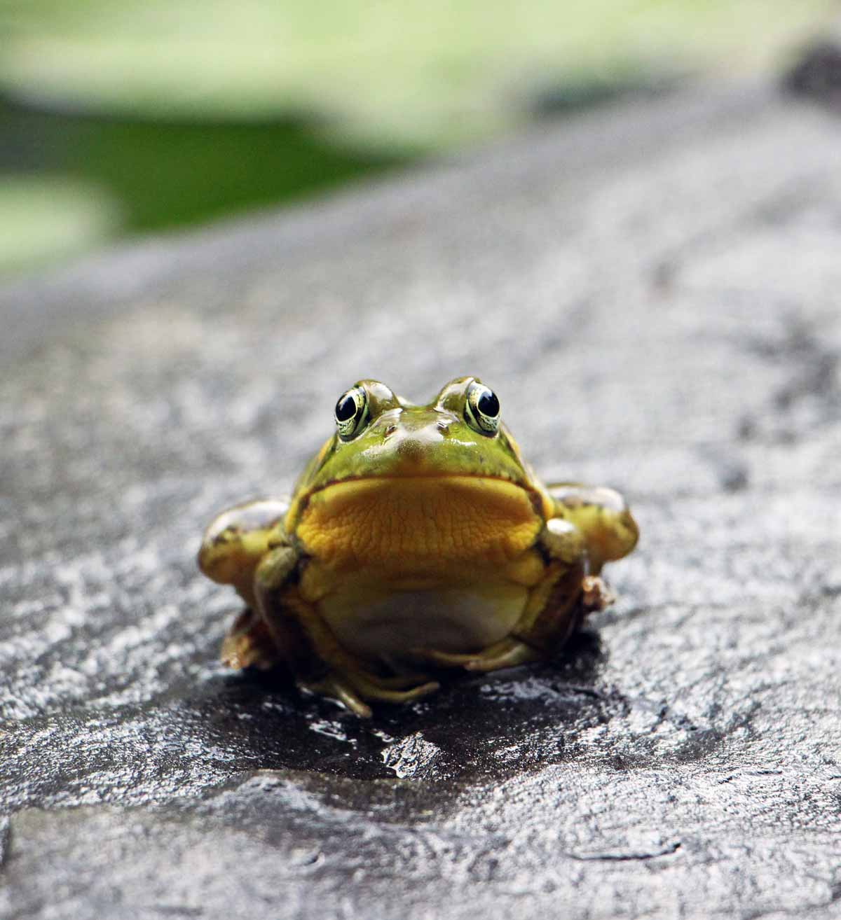 This judgmental frog