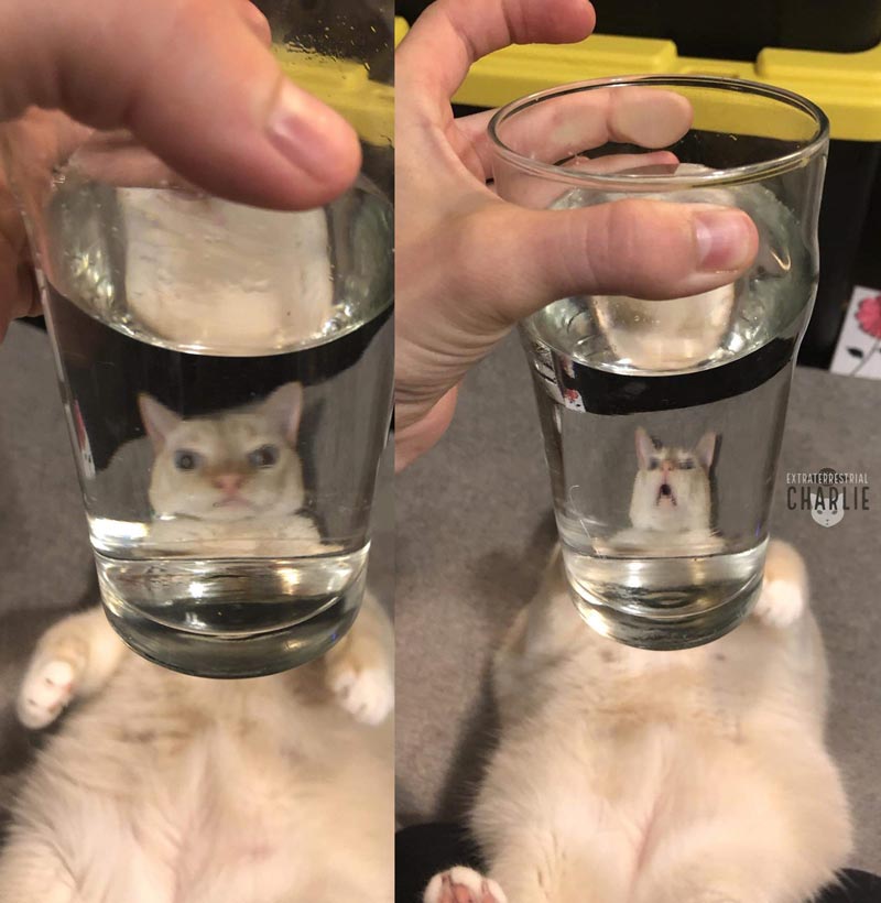Cat behind a glass of water