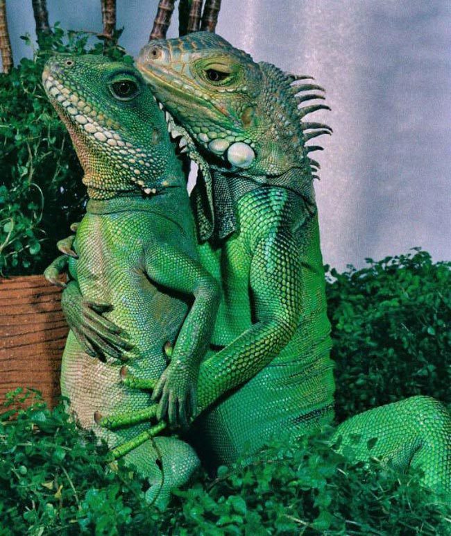 Iguanas doing a maternity photo shoot