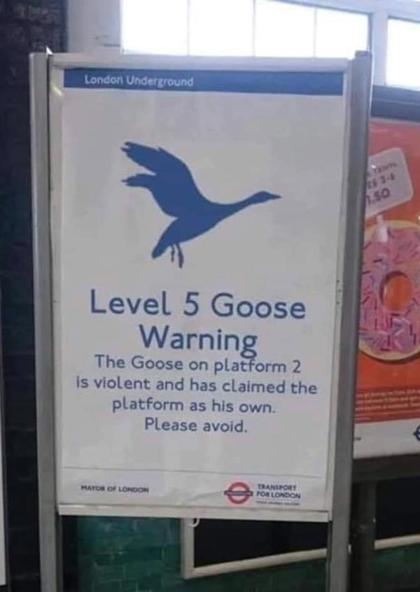 Level 5 Goose Warning