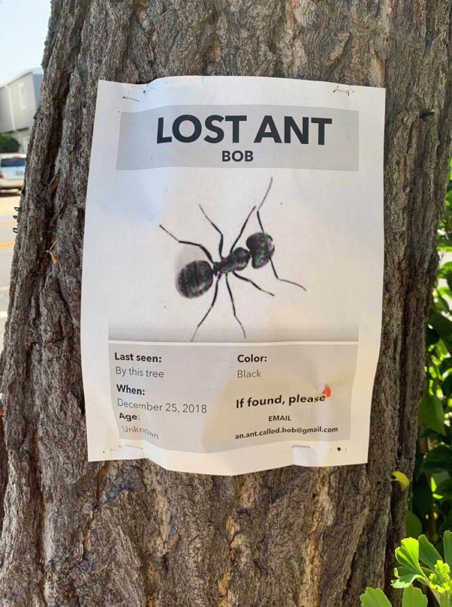 Lost Ant