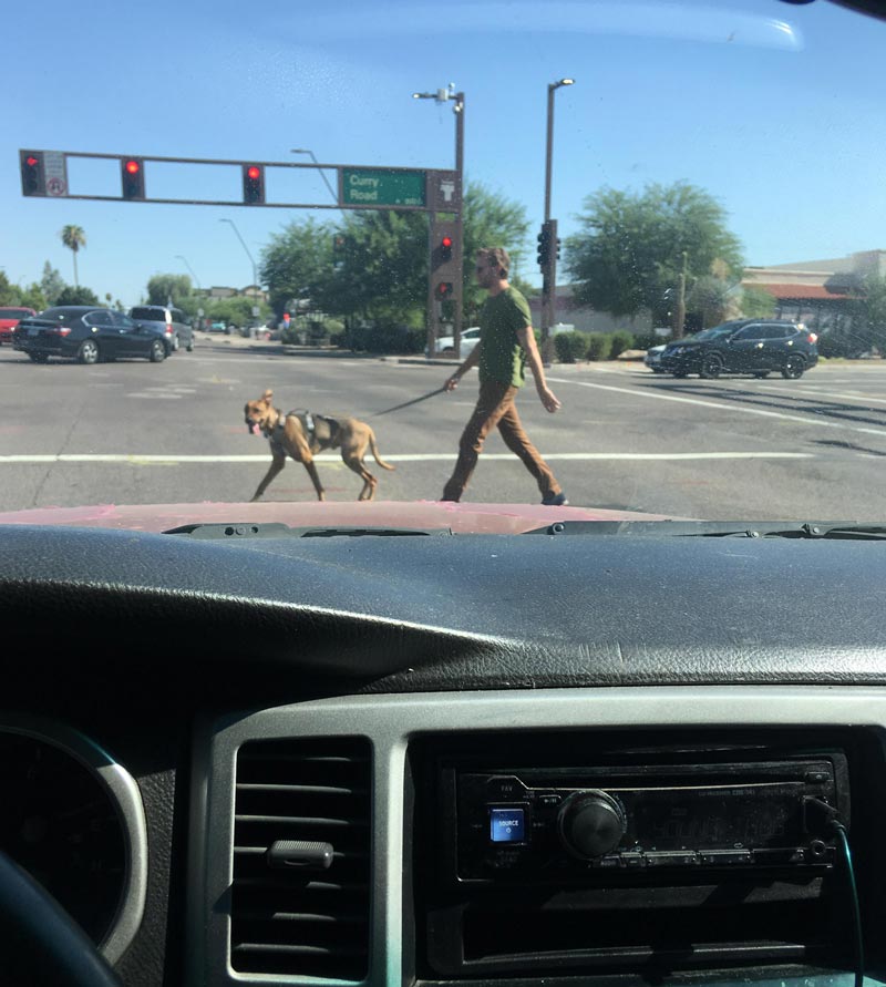 Spotted Shaggy and Scooby-Doo IRL
