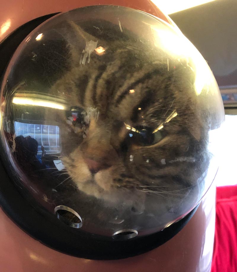 cat space capsule