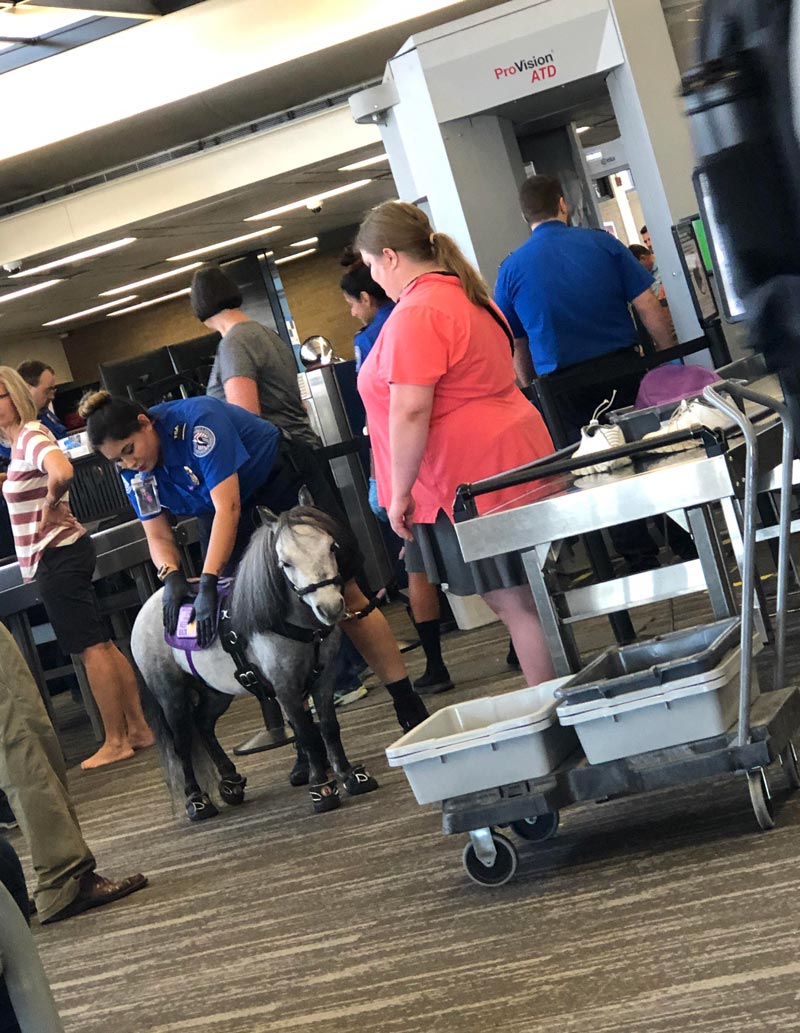 Just a casual TSA pat down..