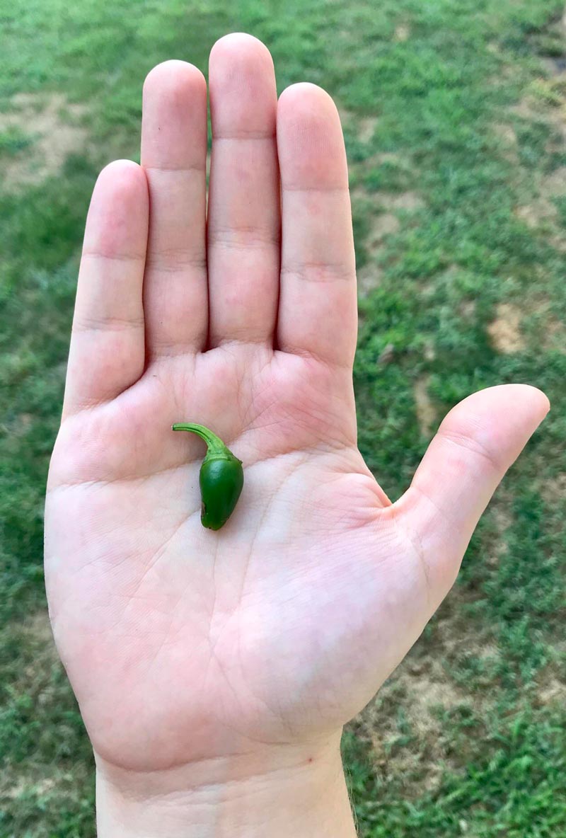 Should I get this guy from my jalapeño harvest a tiny sweater Because he’s a little chili