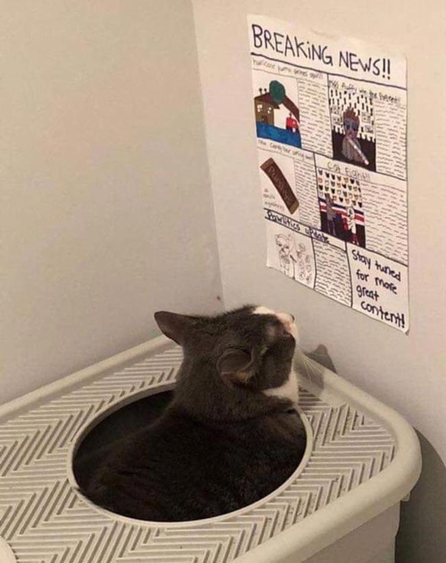 This cat has a newspaper to read while he uses the litter box