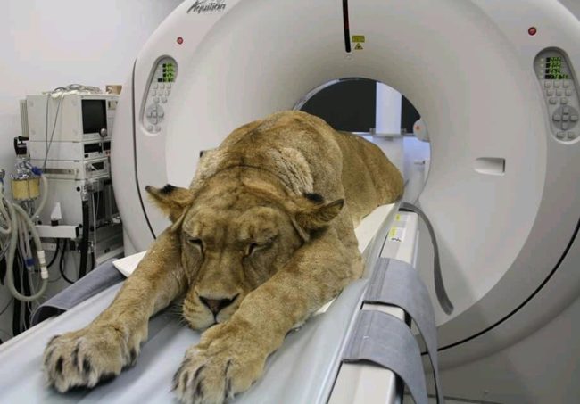 Just a routine CAT scan