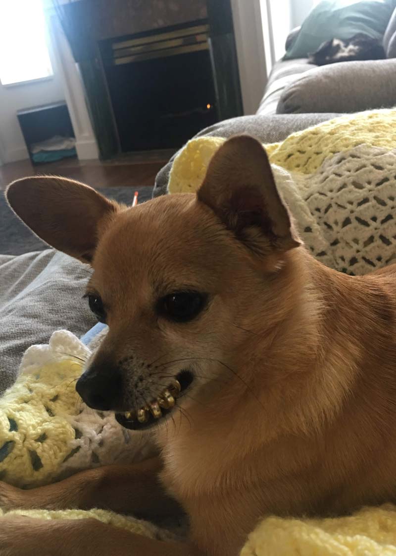 My dog likes to fetch hair ties and hold them in his mouth, making him look like he's wearing grills