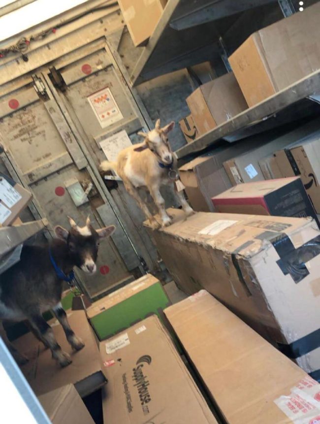 These two guys wandered into my UPS truck today!